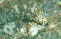 カリヤウミウシの産卵