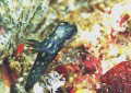サガミリュウグウウミウシ幼体